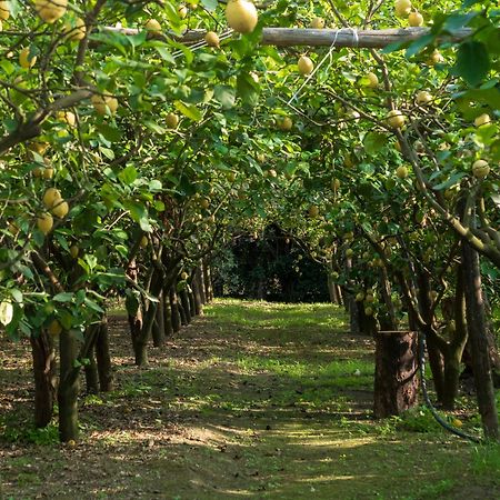 فيلا Giardino Di Nonno Lucio - Surrounded By Lemon Tree بيانو دي سورينتو المظهر الخارجي الصورة