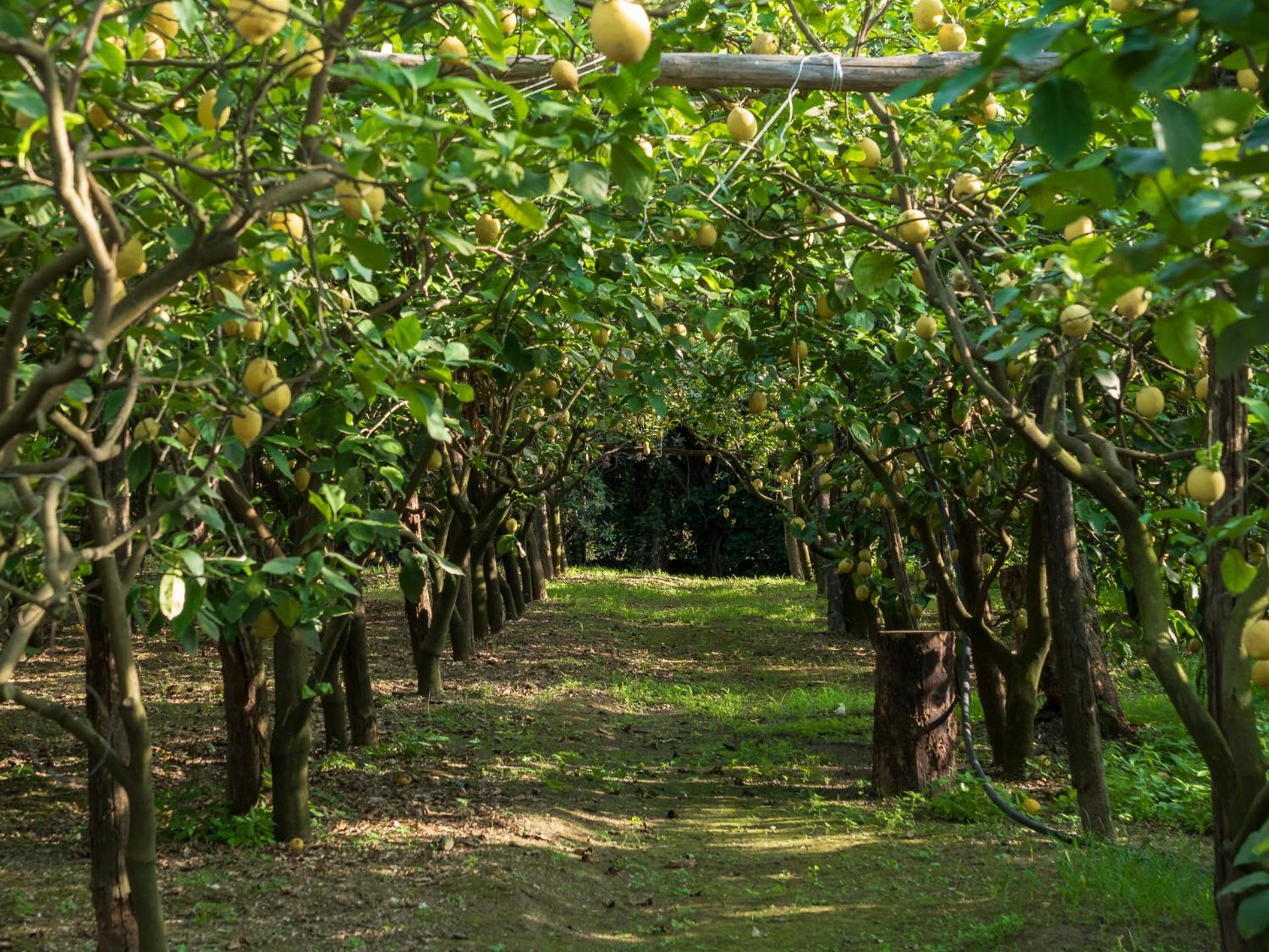 فيلا Giardino Di Nonno Lucio - Surrounded By Lemon Tree بيانو دي سورينتو المظهر الخارجي الصورة