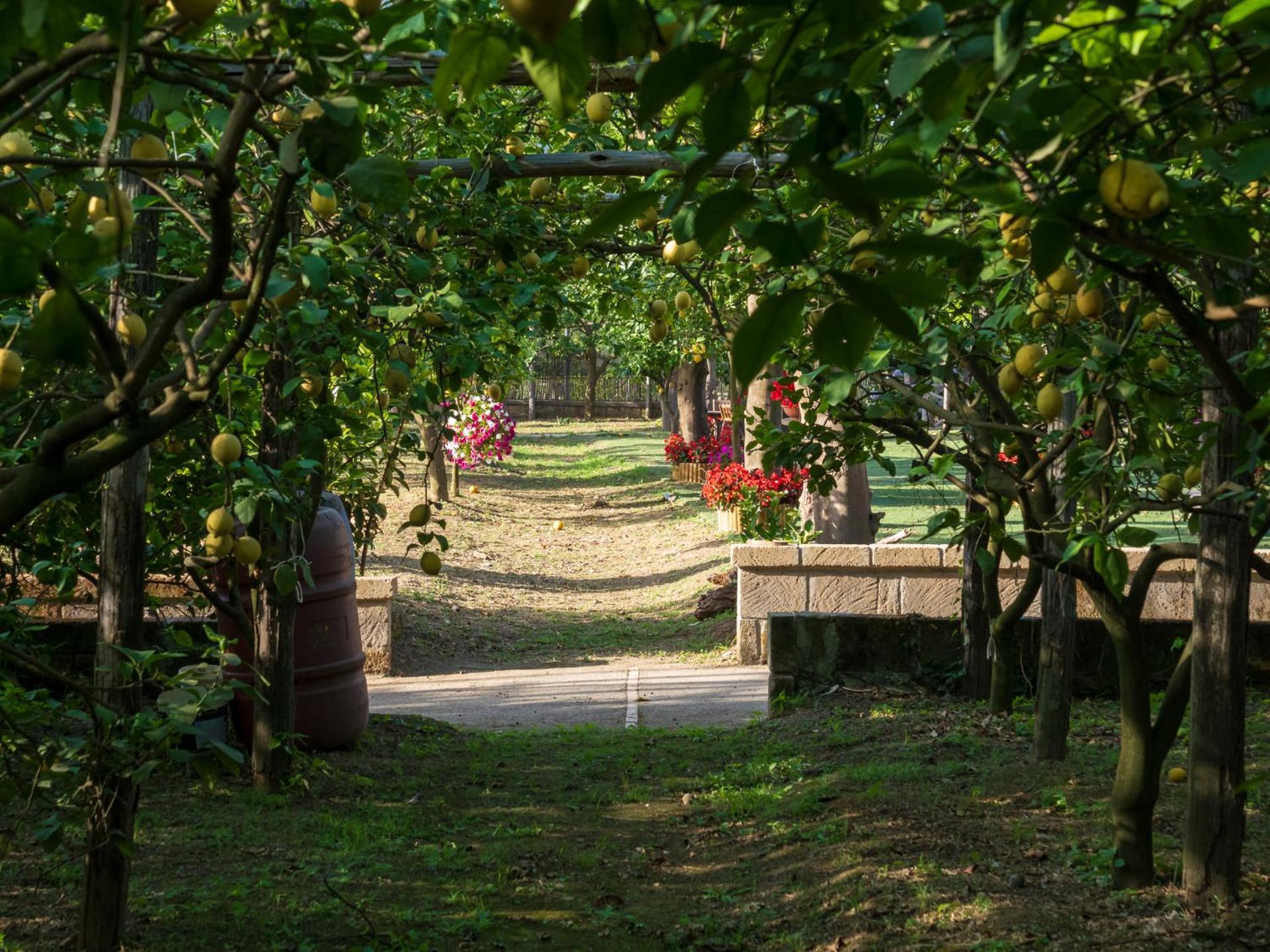 فيلا Giardino Di Nonno Lucio - Surrounded By Lemon Tree بيانو دي سورينتو المظهر الخارجي الصورة
