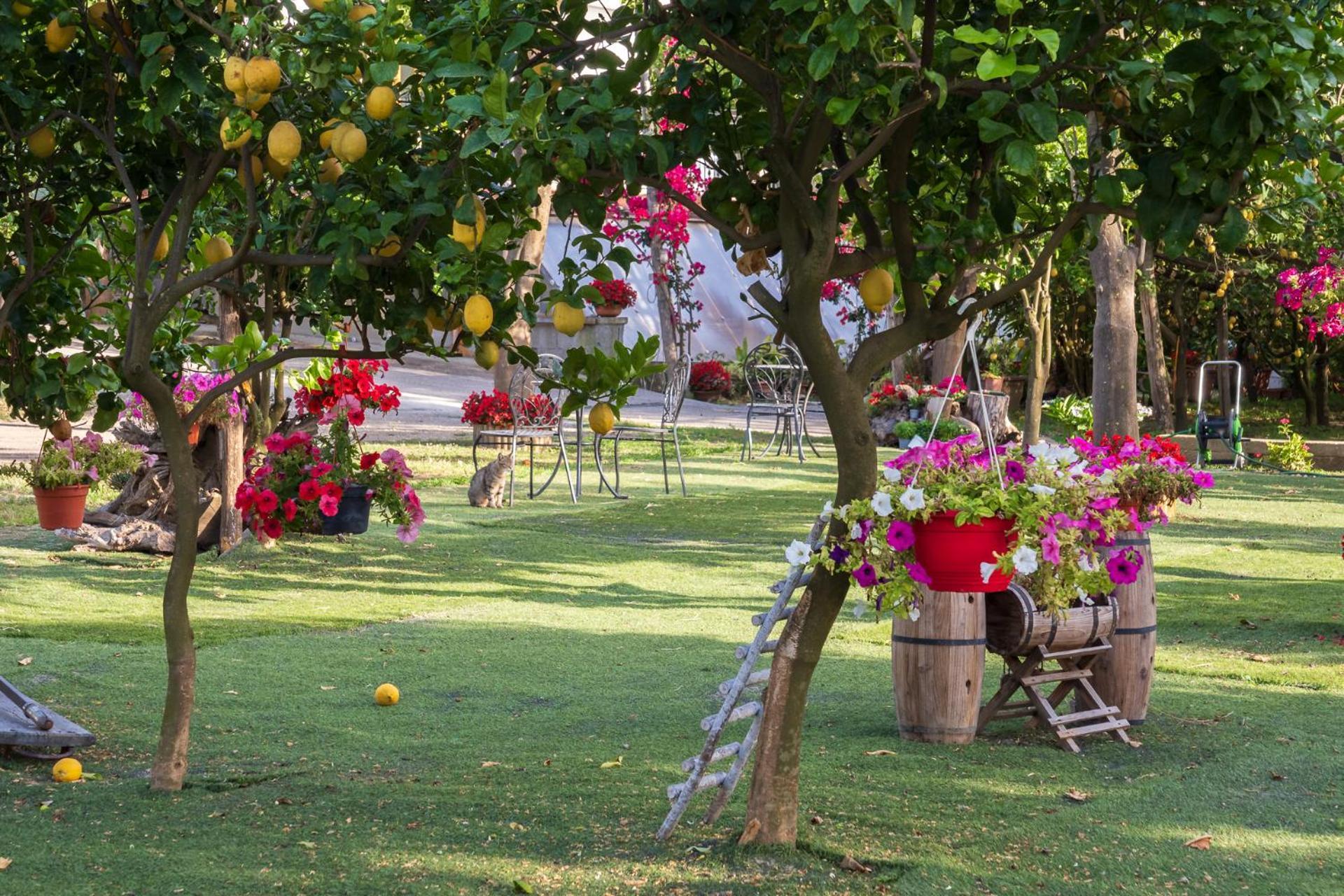 فيلا Giardino Di Nonno Lucio - Surrounded By Lemon Tree بيانو دي سورينتو المظهر الخارجي الصورة
