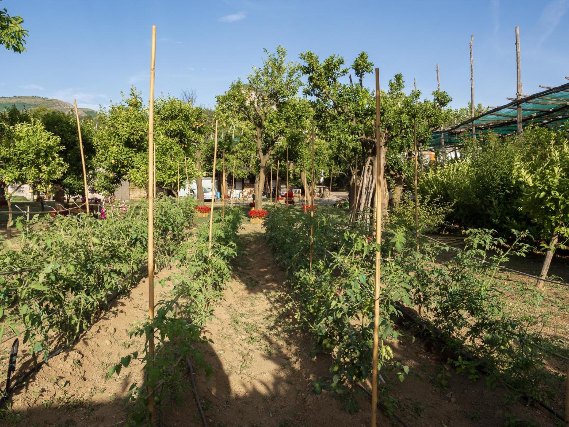 فيلا Giardino Di Nonno Lucio - Surrounded By Lemon Tree بيانو دي سورينتو المظهر الخارجي الصورة