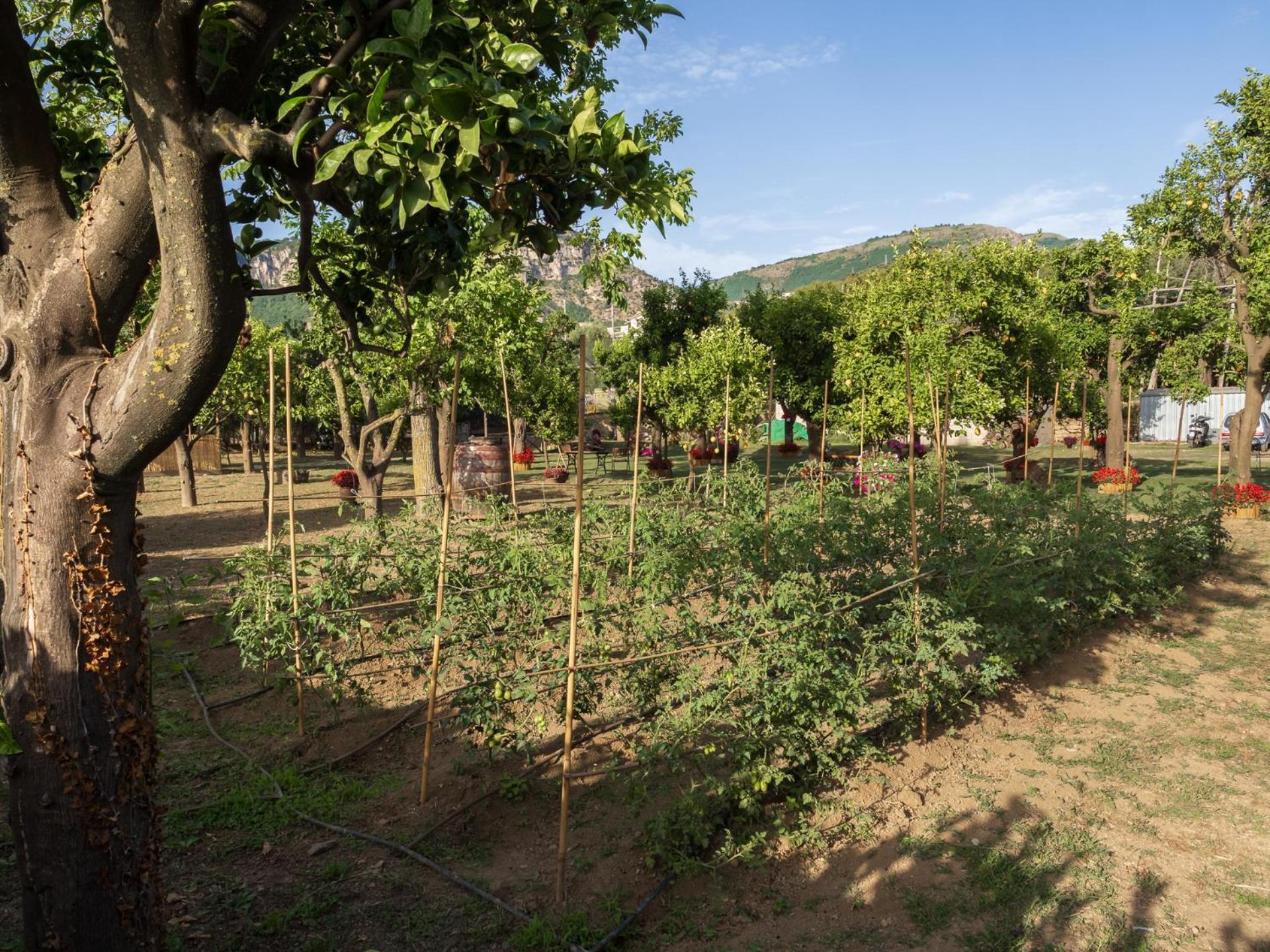 فيلا Giardino Di Nonno Lucio - Surrounded By Lemon Tree بيانو دي سورينتو المظهر الخارجي الصورة