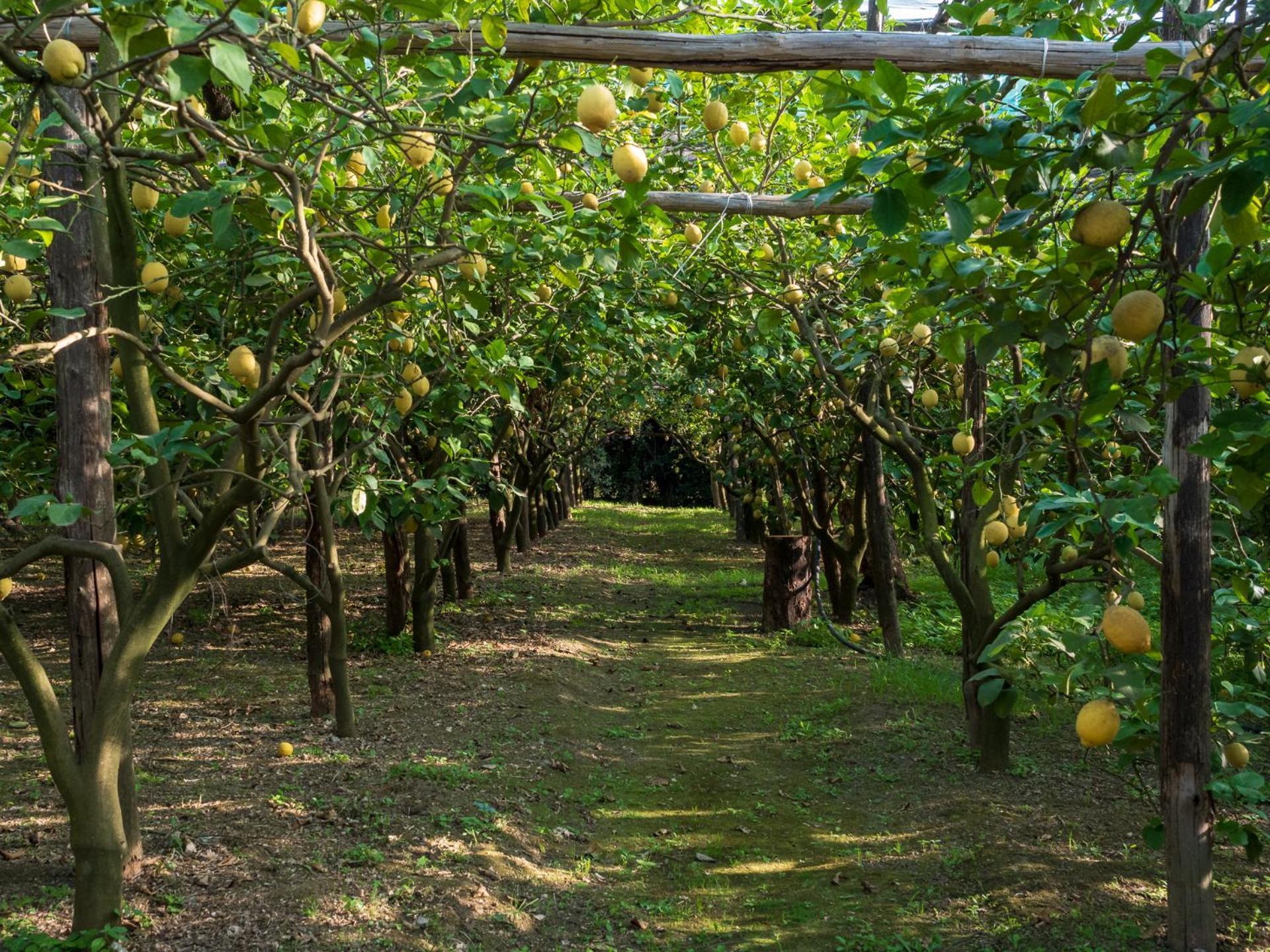 فيلا Giardino Di Nonno Lucio - Surrounded By Lemon Tree بيانو دي سورينتو المظهر الخارجي الصورة